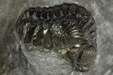 Mrakibina Trilobite With Austerops & Morocops - Mrakib, Morocco #311511-3